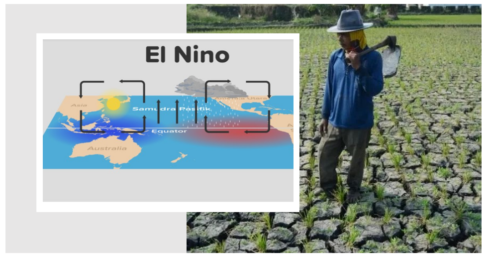 Dampak El Nino terhadap sektor pertanian