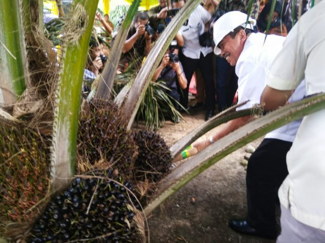Gubernur Riau yang juga Ketua DPD Partai Golkar Provinsi Riau, Syamsuar, mengunjungi salah satu kebun sawit di provinsi itu, belum lama ini. Foto: Ist