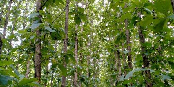Manfaat Perawatan Pohon Jati Bagi Mental dan Lingkungan