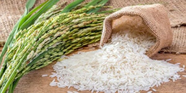 Ilustrasi padi dan beras. Foto: Ist
