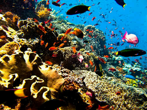 Kekayaan sumber daya alam laut Indonesia 