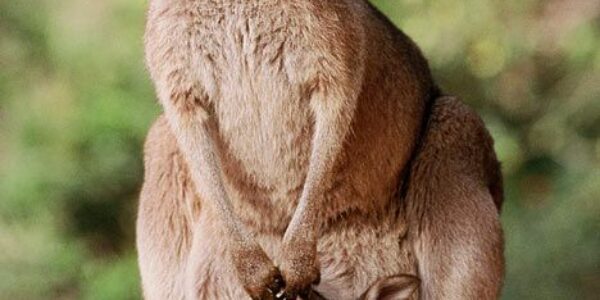 Makna Simbolis Kanguru dalam Kebudayaan