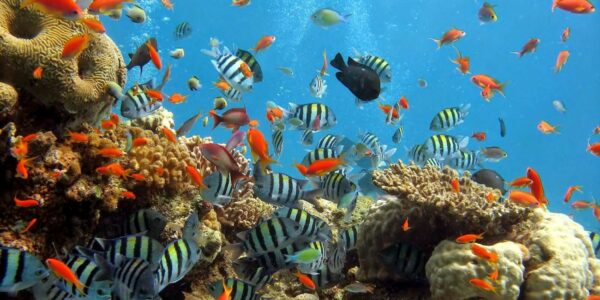 Ungkap 7 Kecantikan Bawah Laut di Taman Nasional Bunaken