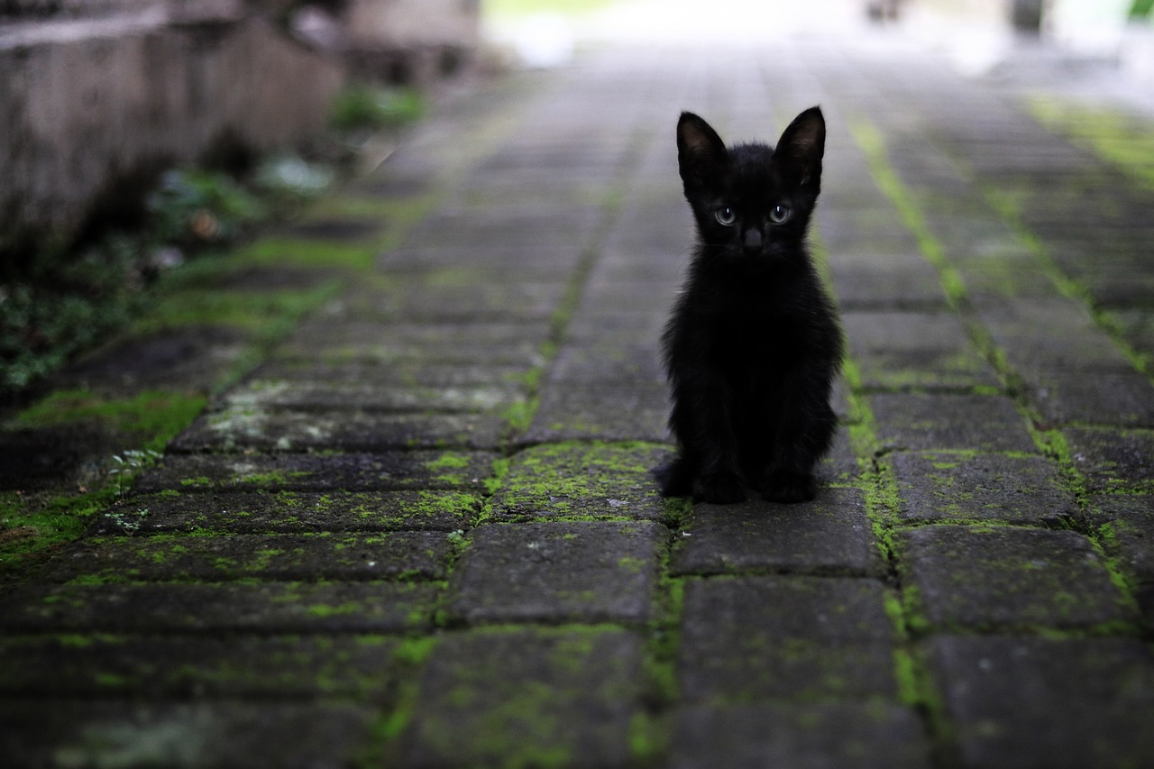 Kucing hitam