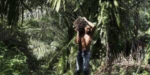 petani membawa hasil panen dari kebun kelapa sawit