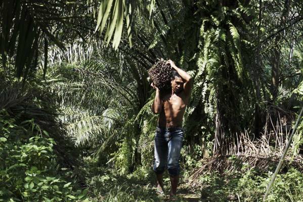 petani membawa hasil panen dari kebun kelapa sawit