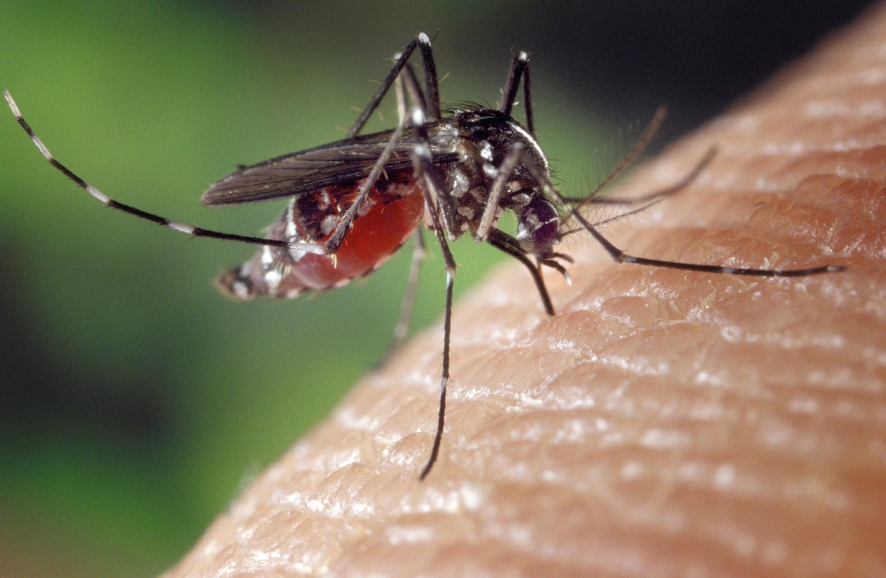 Ilustrasi Demam Berdarah Dengue. Foto: mosquito-1332382_1280 (1)