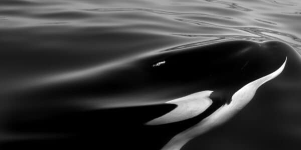 Mengenang Lolita, Orca yang Meninggalkan Jejak dalam Dunia Laut