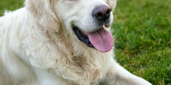 7 Jenis Breed Anjing Yang Cocok Kamu Pelihara