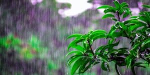 Ilustrasi hujan. Foto: Bibhukalyan Acharya: https://www.pexels.com/photo/selective-focus-photo-of-obalte-green-leafed-plants-during-rain-1463530/
