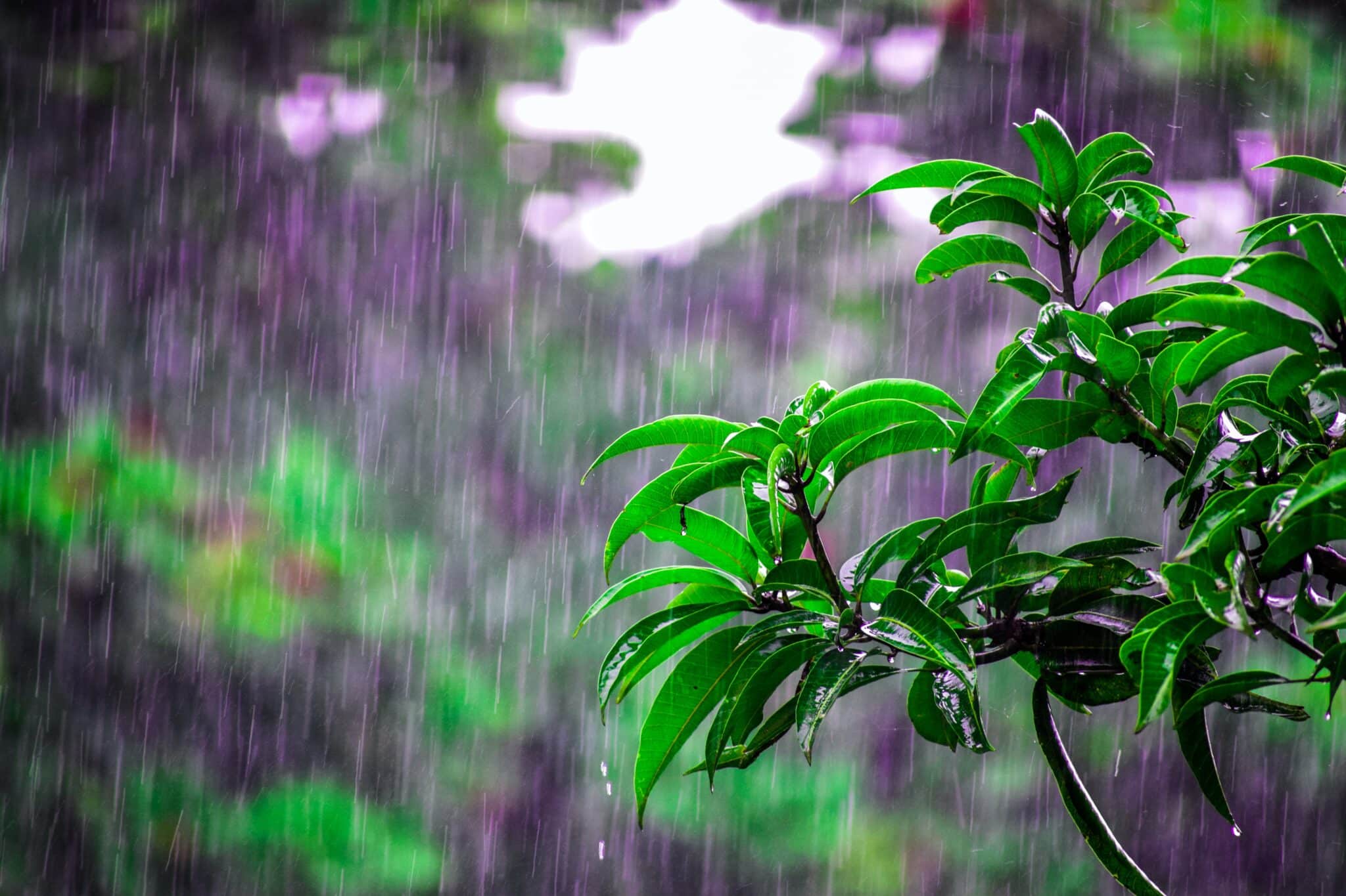 Ilustrasi hujan. Foto: Bibhukalyan Acharya: https://www.pexels.com/photo/selective-focus-photo-of-obalte-green-leafed-plants-during-rain-1463530/