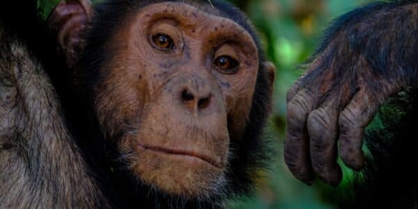 Mengenal Monyet Primata yang Kuat, Lincah dan Cerdas