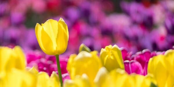 Pesona Tulip: Kisah dan Keindahan Bunga Ikon Belanda