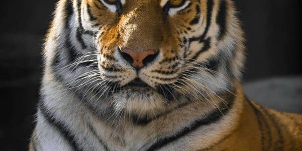 Simbol Hewan Harimau: Keagungan, Kekuatan, dan Mitos