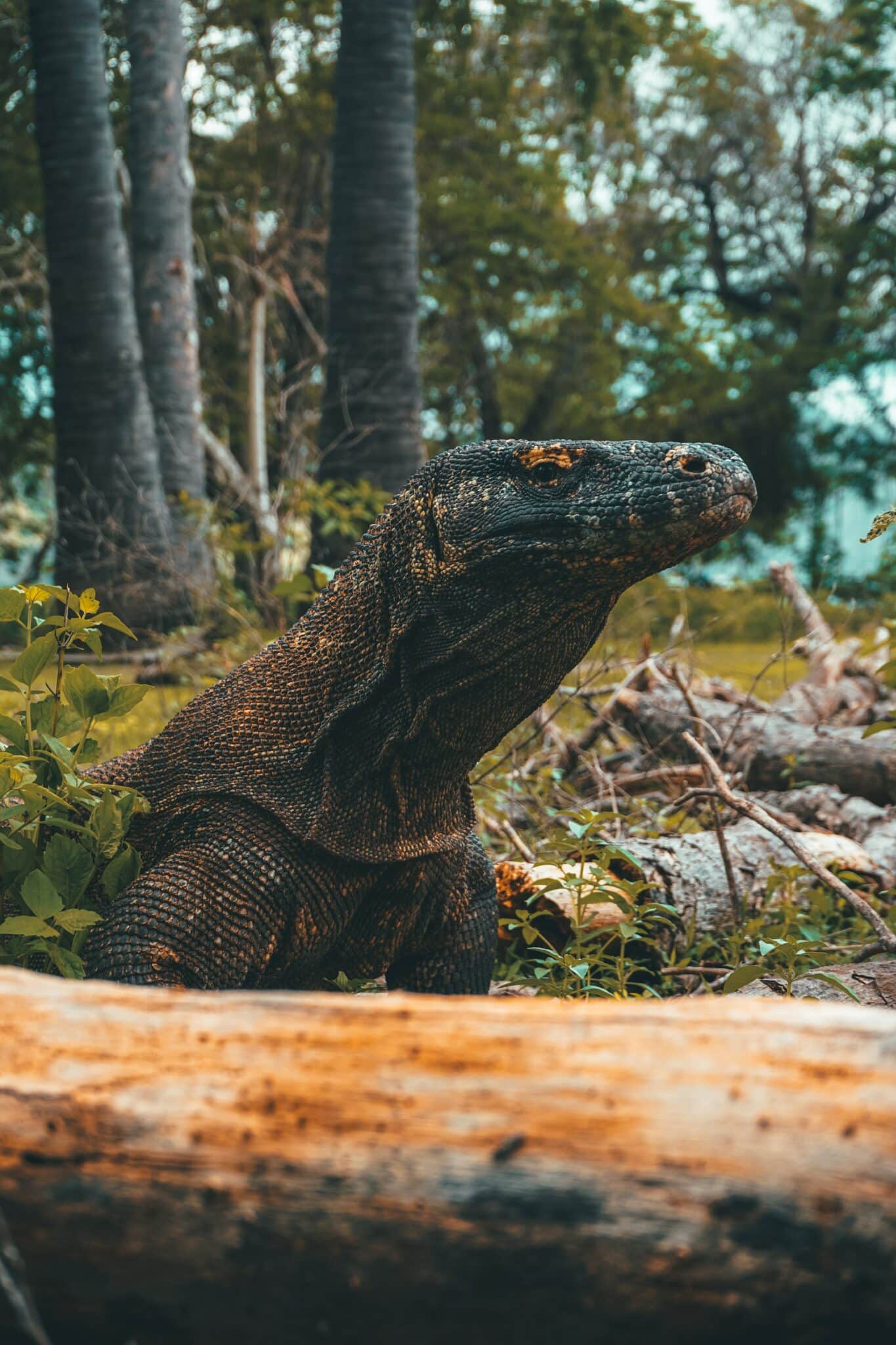 Ilustrasi komodo/Photo by Labskiii: https://www.pexels.com/photo/big-lizard-in-grass-of-woods-6392698/