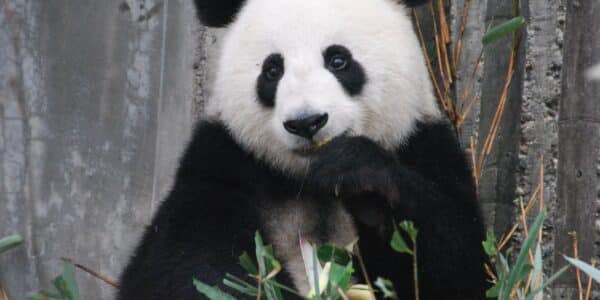 4 Keunikan Panda Hewan Ikonik Tiongkok