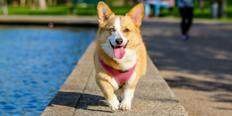 Simbol Hewan Anjing: Kepemimpinan, Kesetiaan, dan Kepercayaan