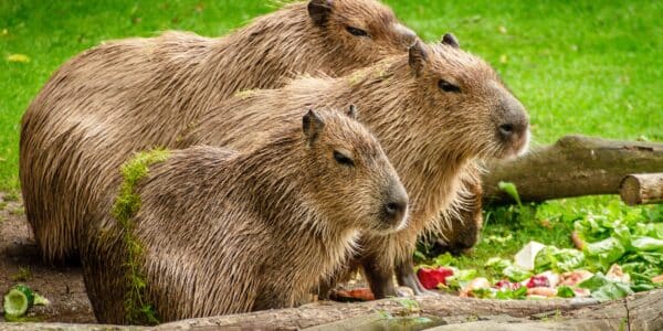 Capibara: Binatang Eksotis yang Menarik dari Amerika Selatan