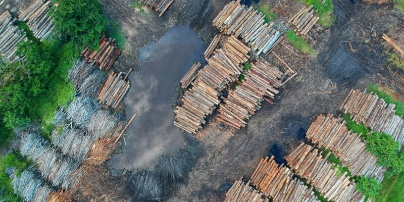 Deforestasi: Membedah Penyebab dan Dampaknya Terhadap Lingkungan