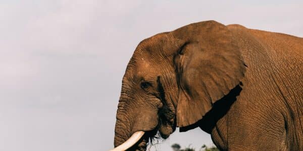 Simbol Gajah: Kekuatan, Bijaksana, dan Perlindungan