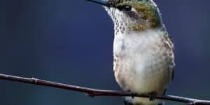 Ilustrasi burung kolibri/Photo by Skyler Ewing: https://www.pexels.com/photo/hummingbird-sitting-on-thin-twig-5285363/
