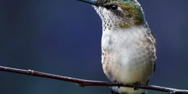 Ilustrasi burung kolibri/Photo by Skyler Ewing: https://www.pexels.com/photo/hummingbird-sitting-on-thin-twig-5285363/