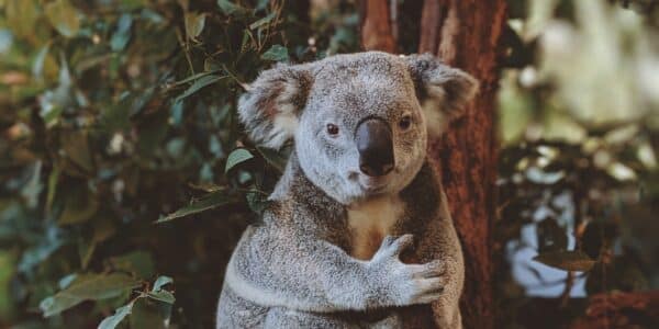 Yuk Lebih Kenal Pesona Koala Si Marsupial Pohon